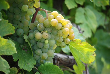 vernon-grapes