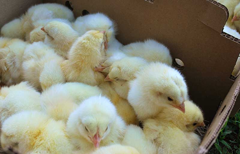 baby chicks are delivered in a box