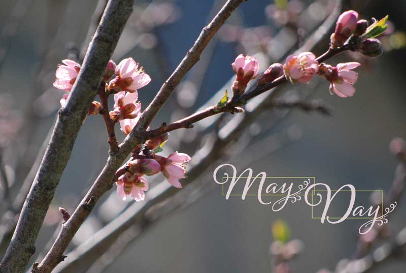 May Day blossoms