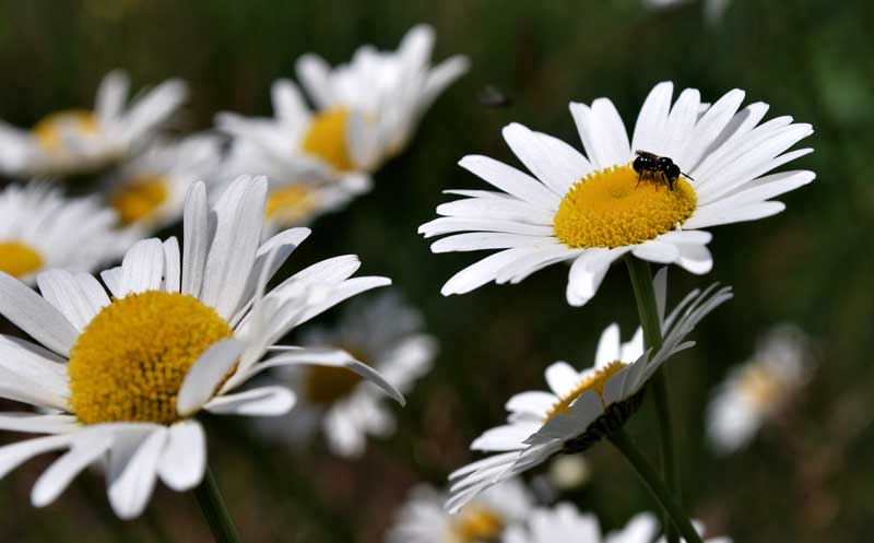 daisies and a bee