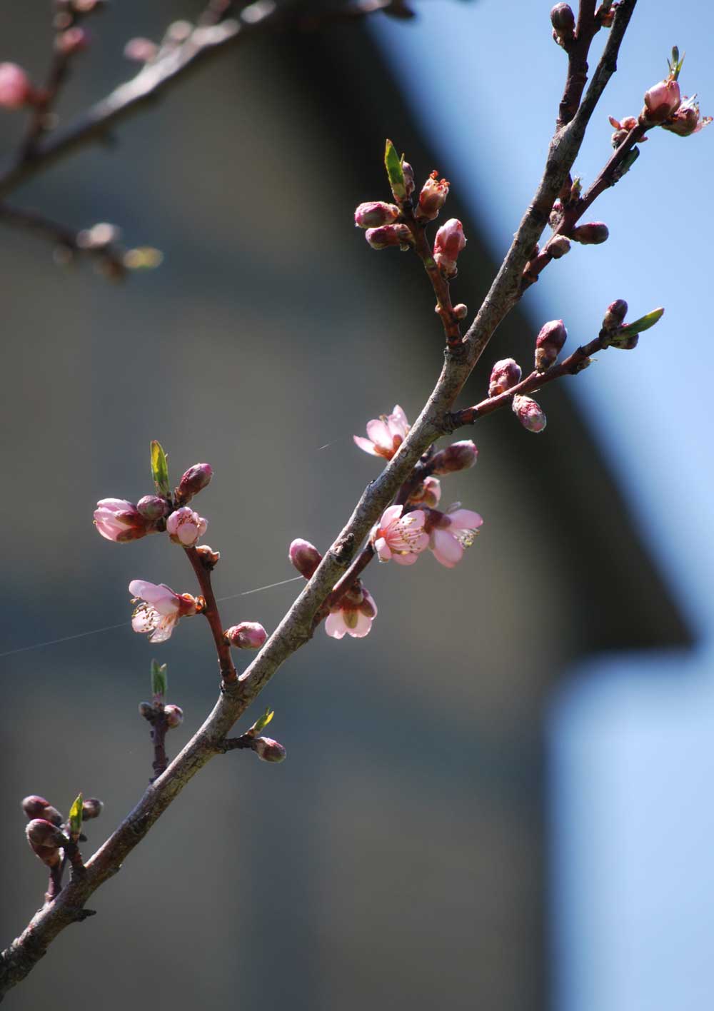 Spring blossoms against Fachwerk Barn