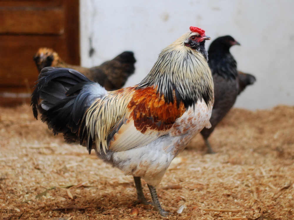 Easter Egger rooster