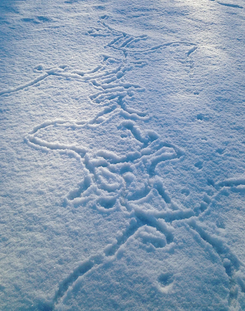 Meadow mouse trail in snow