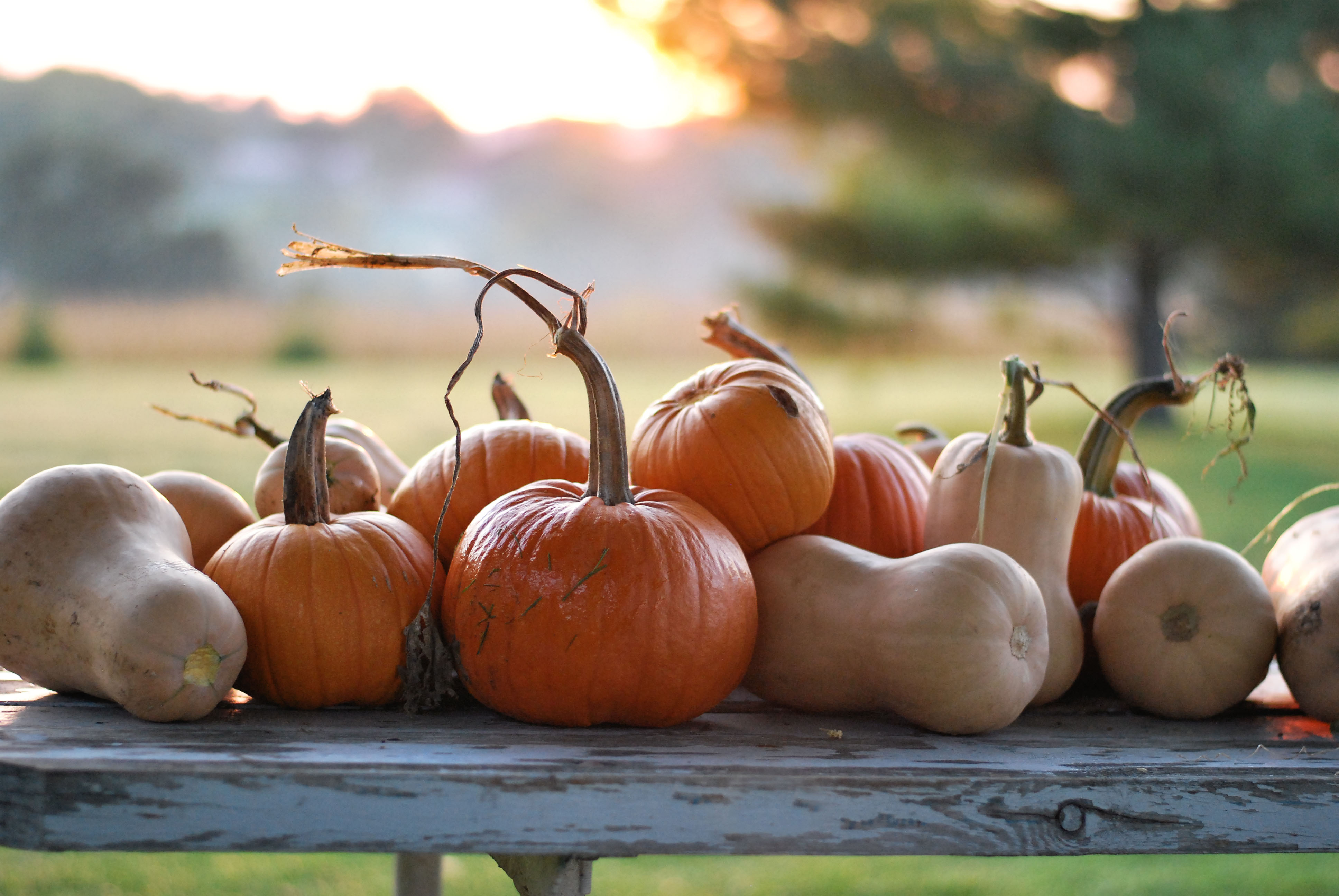 autumnal equinox pumpkins and squash