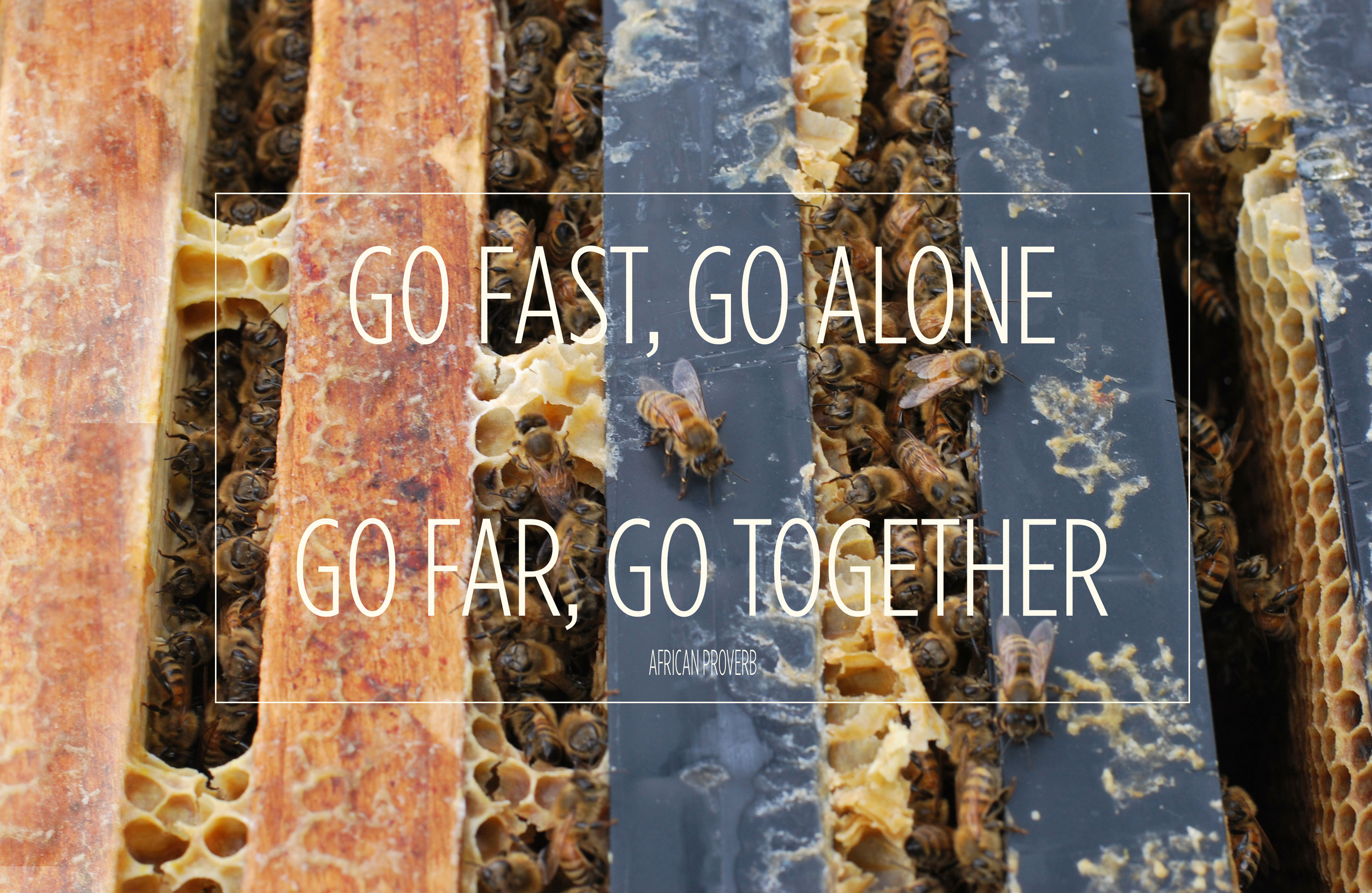 Frame of honeybees: Go Fast, Go Alone. Go Far, Go Together